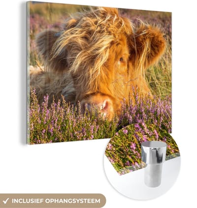 MuchoWow® Glasschilderij 160x120 cm - Schilderij acrylglas - Schotse Hooglander - Heide - Gras - Dieren - Foto op glas - Schilderijen
