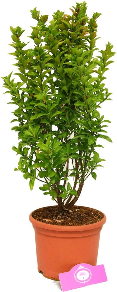 Euonymus japonica. 'Jean Hugues' Japanse Kardinaalshoed, 2 liter pot