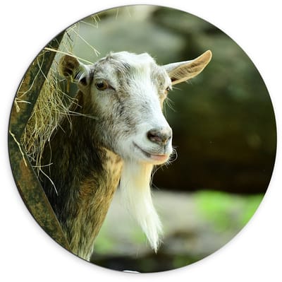 Dibond Wandcirkel - Witte Geit met Hooi - 70x70cm Foto op Aluminium Wandcirkel (met ophangsysteem)