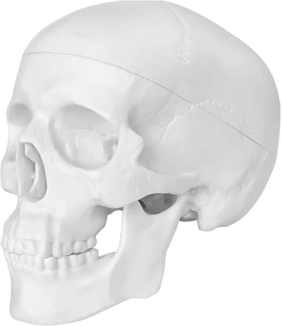 Dailygoods- Schedelmodel - Miniatuur Anatomie Model - Afneembare Kap - Medisch Onderwijs - Decoratie Halloween - Duurzaam PVC Materiaal - Anatomisch Model