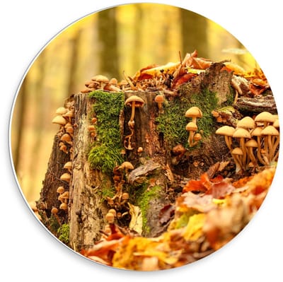 KuijsFotoprint - Schilderij - Boomstronk Begroeid Met Paddenstoelen Mos - Groen, Bruin, Geel En Oranje - 30 X 30 Cm