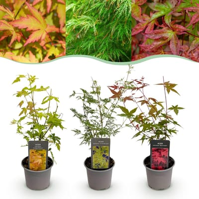 Plantenboetiek.nl | Acer palmatum Tricolour - Rood-Groen-Oranje - 3 Planten - Blad verliezend - Weinig Onderhoud - Ø12cm - 25-35cm hoog - Tuinplant