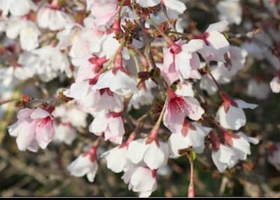 Prunus incisa 'Kojou-no-mai' - Fuji Kers, Dwergsierkers, 25- 30 cm in pot