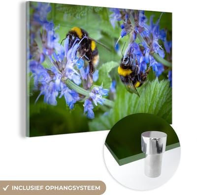 ® Glasschilderij 180x120 cm - Schilderij acrylglas - Hommels zoemen langs een prachtige Salvia plant - Foto op glas - Muurdecoratie woonkamer - Wanddecoratie slaapkamer - Schilderijen