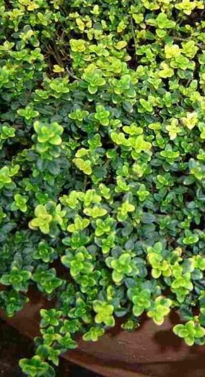 Kruidentuin 5m² - 30 Planten