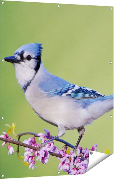 Gards Tuinposter Blauwe Gaai Vogel op een Tak - Kleur - 90x120 cm - Tuindoek - Tuindecoratie - Wanddecoratie buiten - Tuinschilderij