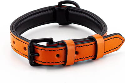 Brute Strength - Luxe leren halsband hond - Oranje - M - (36 - 43 cm) x 2,5cm - honden halsband - hondenhalsband - halsband hond leer - leren honden halsband - stoere honden halsband - leren hondenhalsband - leren hals band
