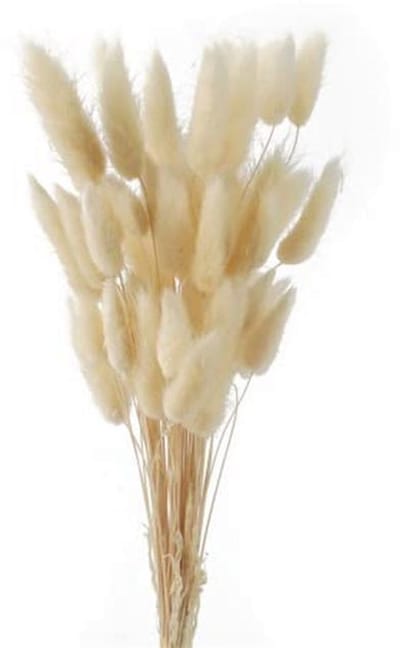 50 Stuks Pampas Gras - Gedroogde Bloemen Boeket voor Home Decor en Bruiloft Accessoires