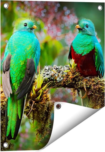 Gards Tuinposter Twee Groene Quetzal Vogels op een Tak - 40x50 cm - Tuindoek - Tuindecoratie - Wanddecoratie buiten - Tuinschilderij