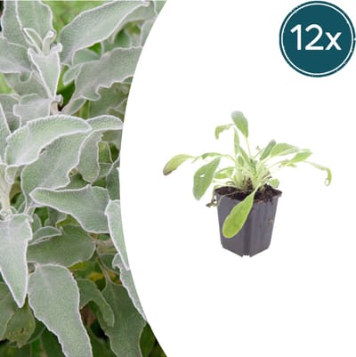 Tuinplantenshop.com | Stachys byzantina | 12 stuks - Ø9cm - 10-25cm hoog - Tuinplant