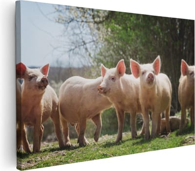 Artaza Canvas Schilderij Biggetjes - 30x20 cm - Klein - Muurdecoratie Varken - Wanddecoratie Boerderijdieren - Kamer Accessoires