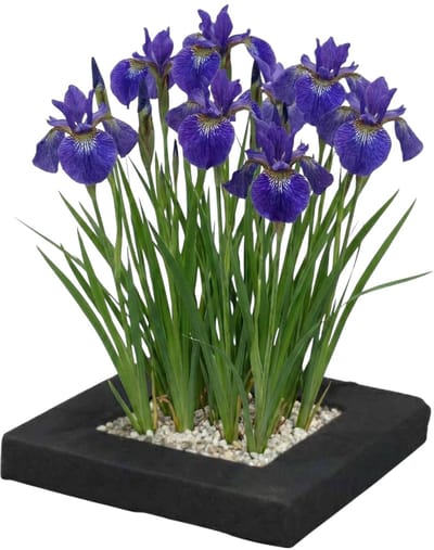 vdvelde.com - Planteneiland voor vijver met blauwe iris - Compleetset met 4 waterplanten (Iris kaempferi) - Drijvend planteneiland voor helder water - Winterhard en onderhoudsvriendelijk