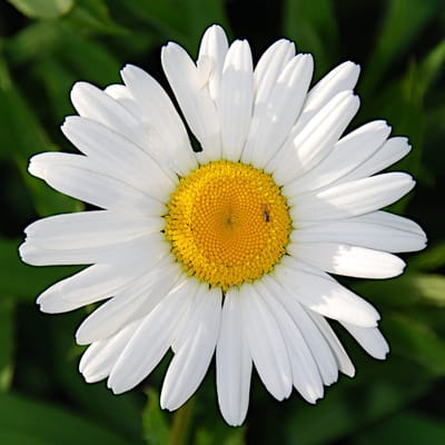 Golden Eater Witte Margarem-zaden 1g tuinperennial, witte bloemen, voor bloembedden en snijbloemen