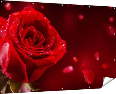Gards Tuinposter Romantische Rode Roos - 180x120 cm - Tuindoek - Tuindecoratie - Wanddecoratie buiten - Tuinschilderij