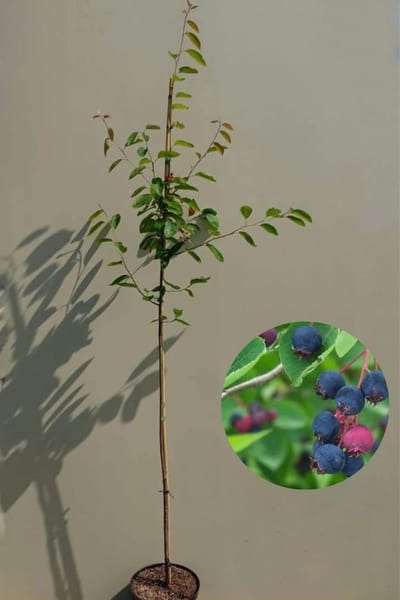 Jonge Krentenboom | Amelanchier lamarckii | 100-150cm hoogte