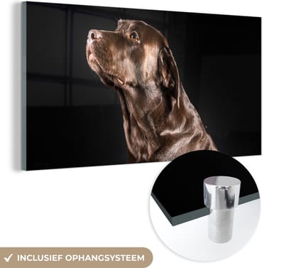 MuchoWow® Glasschilderij 40x20 cm - Schilderij acrylglas - Hond - Bruin - Portret - Foto op glas - Schilderijen