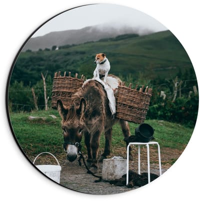 Dibond Wandcirkel - Pakezel met Hond op Rug - 20x20cm Foto op Aluminium Wandcirkel (met ophangsysteem)