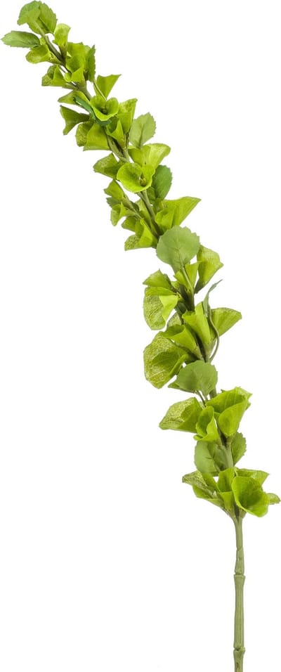 Emerald - Kunsttak Molucella 105cm - Kunstplant voor binnen