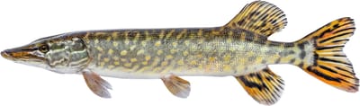 Vissticker Snoek Zwemmend 15 cm Links Vis Sticker Vissen Snoeksticker Bootsticker Roofvissen Roofvis