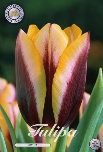 Gavota Triumph Tulpenbollen Bolmaat 12+ 10 Bloembollen