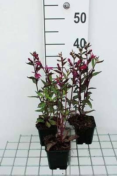 6x Prachtlobelia - Lobelia 'Tania' | 9x9 cm pot