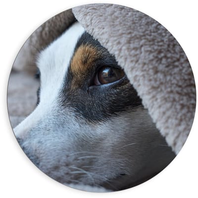 Dibond Wandcirkel - Hond onder Dekentje - 90x90cm Foto op Aluminium Wandcirkel (met ophangsysteem)