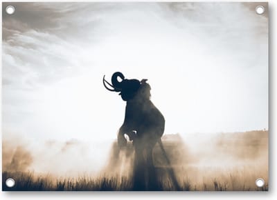 Olifant in Rijstveld - Tuinposter 70x50 - Wanddecoratie - Dieren