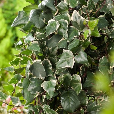 Plants Online BV - Planten - Tuinplanten - Klimplanten - Set van 1 - Algerijnse klimop 'Gloire de Marengo'