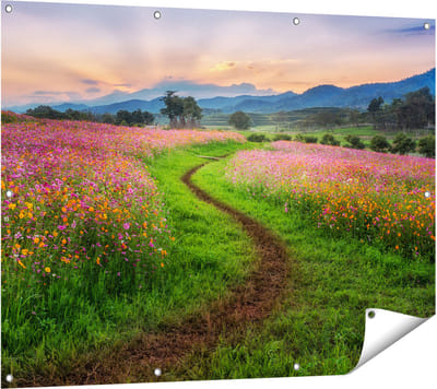 Gards Tuinposter Kosmos Bloemenveld met een Pad - Bloemen - 120x90 cm - Tuindoek - Tuindecoratie - Wanddecoratie buiten - Tuinschilderij