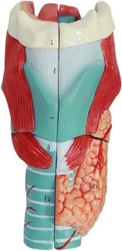 Nekmodel Anatomisch - Menselijk Keelmodel - Klas Lokaal - 3x Vergroot - 11.5 x 11 x 24 cm - Meerdere Kleuren