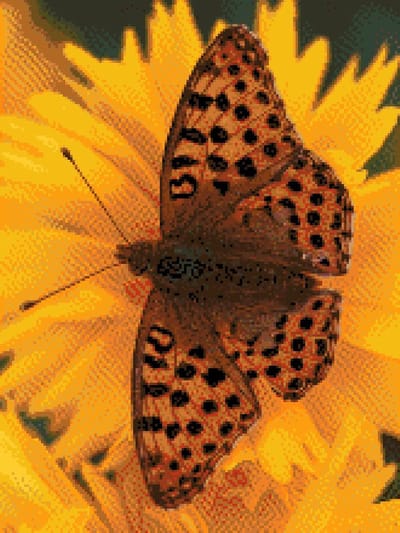MyHobby Borduurpakket – Bruine vlinder op oranje bloem 30×40 cm - Aida borduurstof 5,5 kruisjes/cm (14 count) - Telpatroon - Borduurgaren - Borduurnaald - Handleiding - Voor Beginners & Gevorderden - Complete borduurset