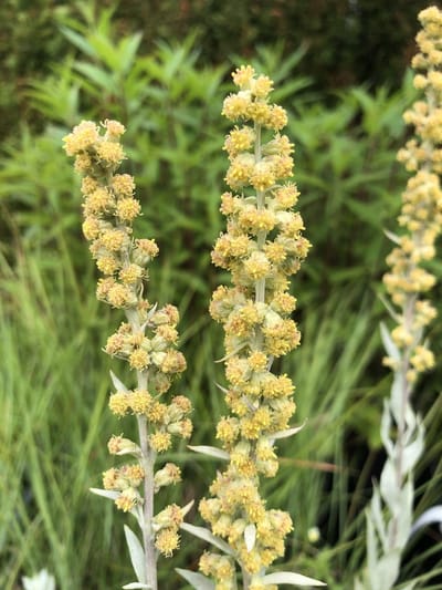 6 x Artemisia ludoviciana 'Valerie Finnis' - Edelruit - P9 Pot (9 x 9cm) - Dima Vaste Planten