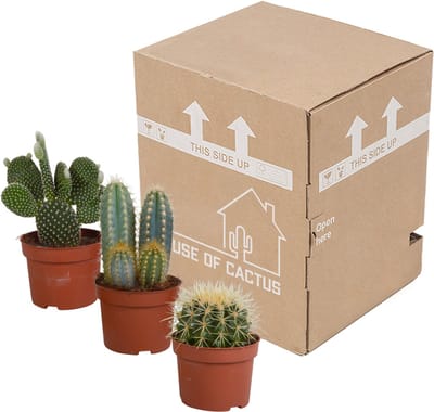Cactus mix 10,5 cm | 3 stuks