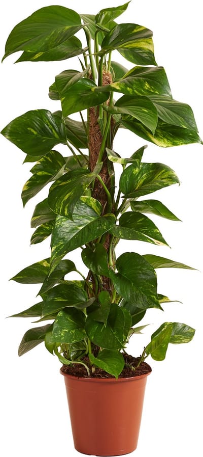 Bloomique - Epipremnum Aureum - Met Mosstok - Drakenklimop - Klimplanten - Kamerplanten - Luchtzuiverend - Hoogte 70-90 cm - Pot 19 cm