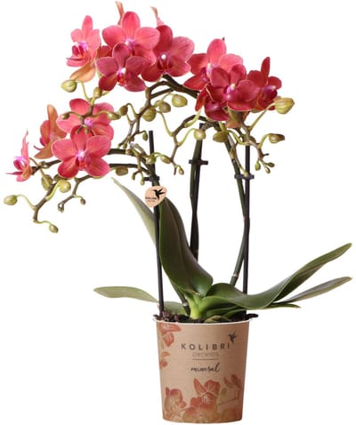 Paarse Phalaenopsis orchidee - potmaat 12 cm