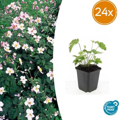Tuinplantenshop.com | Anemone tom. 'Robustissima' | 24 stuks - Ø9cm - 10-25cm hoog - Tuinplant