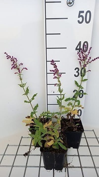 6x Struiksalie - Salvia nem. 'Schwellenburg' | 9x9 cm pot