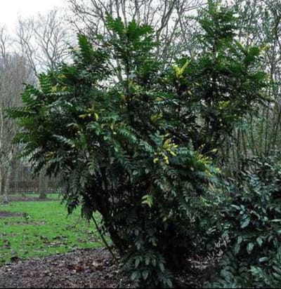 Mahonia media 'Winter Sun' - Mahoniestruik, Druifstruik 40- 50 cm in pot