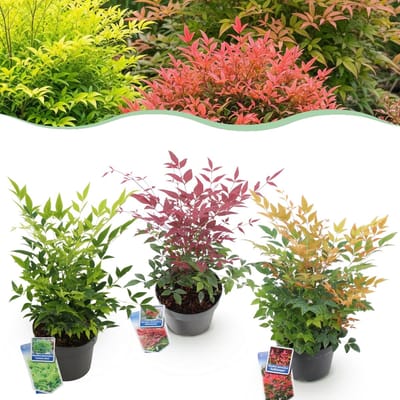 Green boutiQ - Tuinplant - Nandina Tricolour - Geel & Rood & Oranje - 3 Planten - Groenblijvend - Weinig Onderhoud - Pot 17cm Hoogte 35 - 45cm