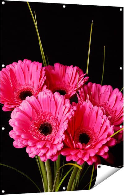 Gards Tuinposter Roze Gerbera Bloemen - 90x120 cm - Tuindoek - Tuindecoratie - Wanddecoratie buiten - Tuinschilderij