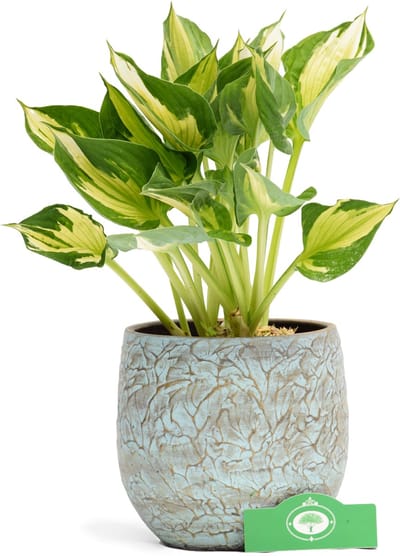 Set van 2 Hosta 'Whirlwind' - Vaste plant - 2L pot