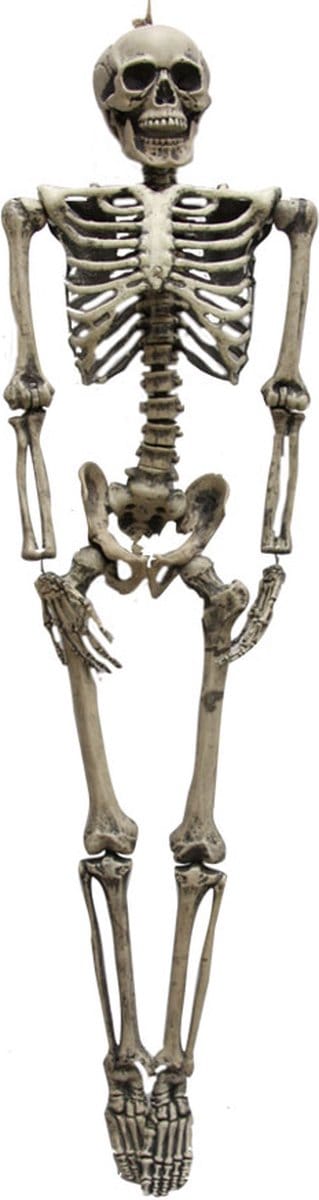 Skelet 160cm - levensgroot skelet met beweegbare delen - halloween decoratie