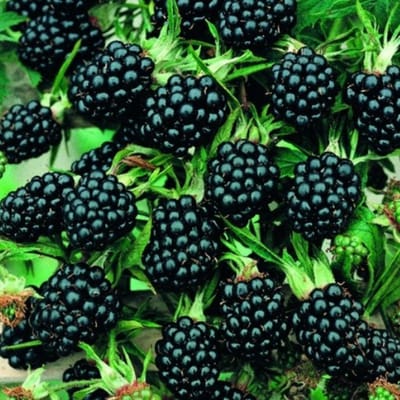 Rubus ulmifolius (Rubus ulmifolius) - Doornloze Braam - Vaste planten - Moestuin - Bijen-Vlinders - bloeit in Mei / Juni