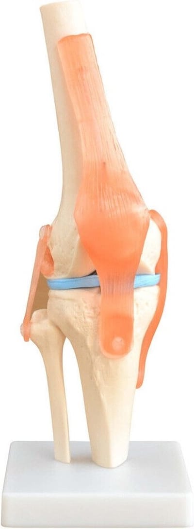 Het menselijk lichaam - anatomie model kniegewricht