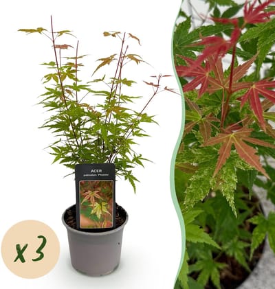 Plantenboetiek.nl | Acer palmatum Phoenix - Roze - 3 Planten - Bladverliezend - Weinig Onderhoud - Ø12cm - 25-35cm hoog - Tuinplant