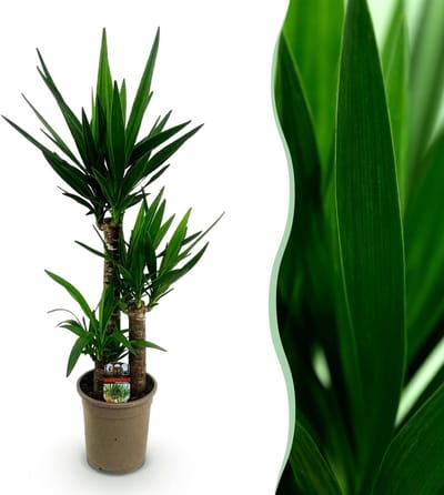 Plantenboetiek.nl | Yucca elephantipes - Yucca - Weinig onderhoud - Groen - Ø21cm - 90-100cm hoog - Kamerplant - Groenblijvend