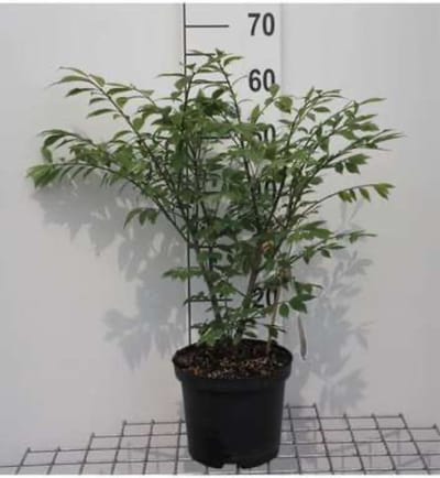 Euonymus alatus 'Compactus' - Kardinaalshoed, dwerg kardinaalsmuts 30 - 40 cm in pot