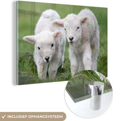 ® Glasschilderij 180x120 cm - Schilderij acrylglas - Twee lammetjes in het groene veld - Foto op glas - Muurdecoratie woonkamer - Wanddecoratie slaapkamer - Schilderijen