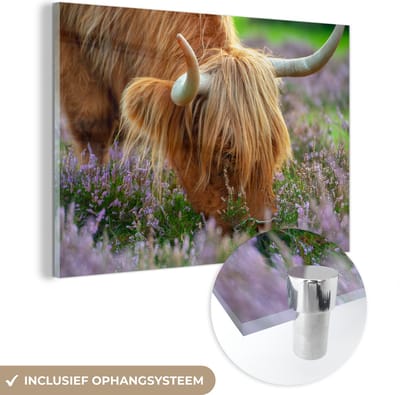 MuchoWow® Glasschilderij 150x100 cm - Schilderij acrylglas - Schotse Hooglander - Hoorns - Heide - Foto op glas - Schilderijen