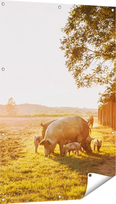 Gards Tuinposter Varken Familie - Varkens - 80x120 cm - Tuindoek - Tuindecoratie - Wanddecoratie buiten - Tuinschilderij